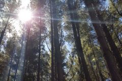 Sun-through-trees